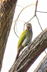 Chrysophlegma flavinucha