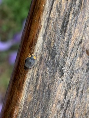 Apolinus lividigaster