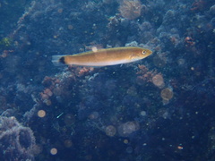 Halichoeres californicus