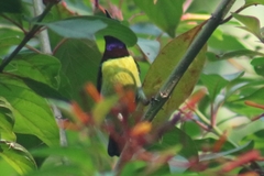 Leptocoma zeylonica