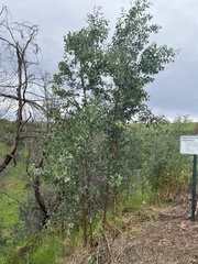 Acacia caerulescens