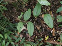 Smilax bracteata