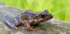 Rana dybowskii