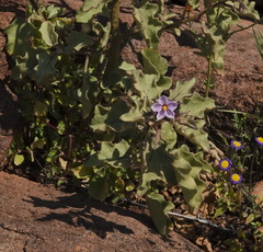 Solanum tomentosum