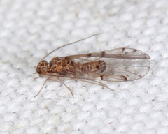 Ectopsocus californicus