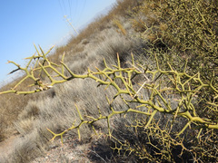 Hualania colletioides