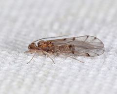 Ectopsocus californicus