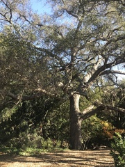 Quercus berberidifolia × lobata