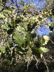 Quercus berberidifolia × lobata