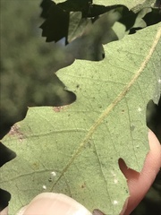 Quercus berberidifolia × lobata