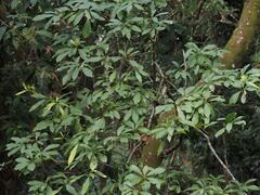 Machilus japonica