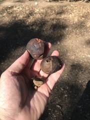 Quercus berberidifolia × lobata