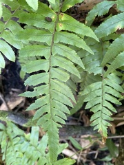 Microlepia hookeriana