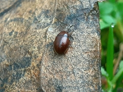 Leiodes cinnamomea