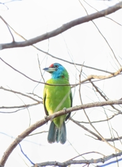 Psilopogon asiaticus