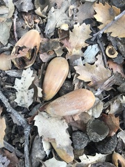 Quercus berberidifolia × lobata