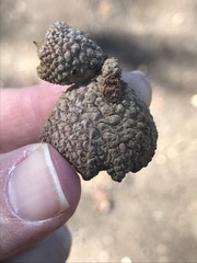Quercus berberidifolia × lobata