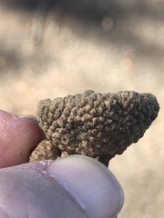 Quercus berberidifolia × lobata