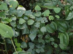 Pericampylus glaucus