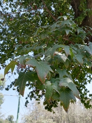 Liquidambar styraciflua