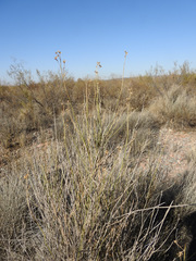Baccharis spartioides