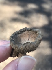 Quercus berberidifolia × lobata