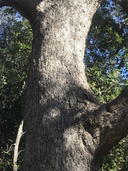 Quercus berberidifolia × lobata