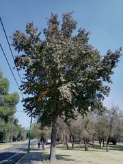 Liquidambar styraciflua