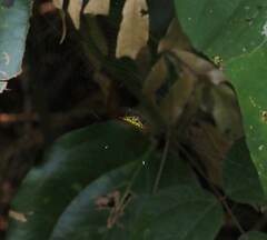 Gasteracantha sauteri