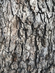 Quercus berberidifolia × lobata