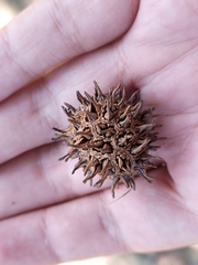 Liquidambar styraciflua