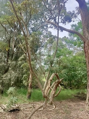 Banksia speciosa