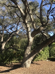 Quercus berberidifolia × lobata
