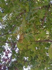 Liquidambar styraciflua