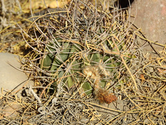 Echinopsis leucantha