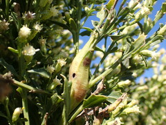 Gnorimoschema baccharisella