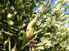 Gnorimoschema baccharisella