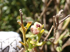 Rhopalomyia californica