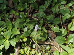 Bonnaya ruelloides