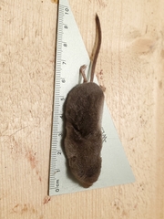 Sorex monticola