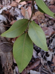 Arthroclianthus