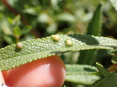 Rhopalomyia audibertiae