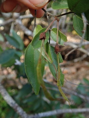 Arthroclianthus