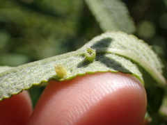Rhopalomyia audibertiae