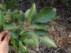 Arthroclianthus