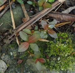Alternanthera sessilis