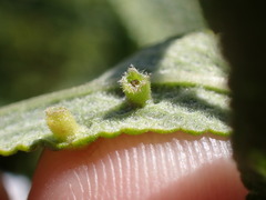 Rhopalomyia audibertiae