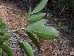 Arthroclianthus