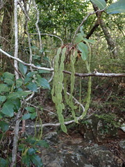 Arthroclianthus