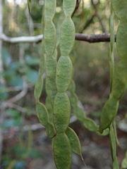 Arthroclianthus